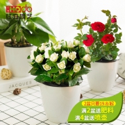 红豆 水培盆栽 含盆带花苞  券后8.9元