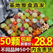花匠多肉 多肉植物组合 随机10颗 含土+黑方盆/白圆盆 8.8元包邮