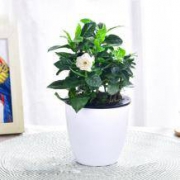 半城花香 盆栽 发财树/栀子花/绿萝/幸福树