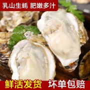 惠号 乳山牡蛎鲜活生蚝 5斤