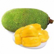 一岛一果 海南三亚菠萝蜜 13斤-17斤