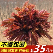 率富 新鲜红香椿芽 4斤