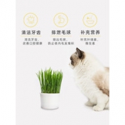 守爱 水培猫草杯 3套装 11.9元包邮（需用券）