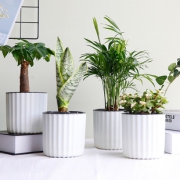 绿科秀 水培植物 多款可选（含盆）  9.9元包邮（需用券）