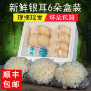 雪滋 新鲜银耳 6朵盒装 26元包邮