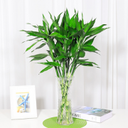 花语自由 富贵竹 60cm 送生根粉