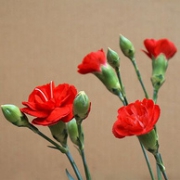 母亲节送礼，EasyFlower 宜花 红色多头 康乃馨 10支