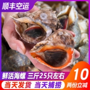 御中纯品 超大生猛海鲜野生大活螺 券后￥93