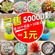 卉吉 多肉植物套餐 4颗随机 1.1元