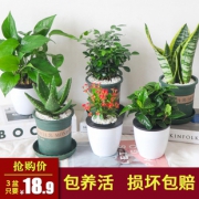 英木花行 盆栽 带吸水盆栽好6.9元包邮（需用券）