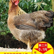优旋 皖北农家散养老母鸡 2斤/只 拍2只79.1元 第2只0.1元