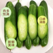 鲜本色 山东特产 新鲜水果黄瓜 5斤