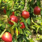 鲜丰硕  安徽砀山新鲜油桃5斤