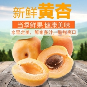 土寨 新鲜大黄杏 5斤（拍5件）