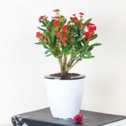 长寿花 虎刺梅 盆栽植物 6.8元包邮（需用券）