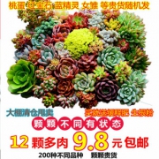 塔可可 多肉植物组合 随机12棵 9.8元包邮