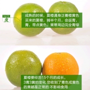 ￥21.9包邮 盛乐加 江西赣南夏橙 5斤 约16-20个