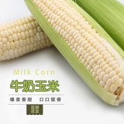 可生吃，田园小子 新鲜现摘 水果牛奶白玉米 5斤