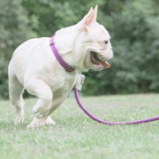 ￥9 坚韧耐拉扯！它它狗 牵引绳 小型犬狗链 脖圈小号款