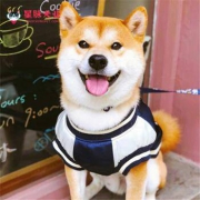 宠物活体：星脉 纯种柴犬 幼犬1只