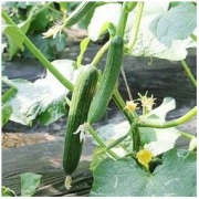 荷兰水果黄瓜 5斤装 18.5元（需用券）