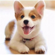 宠物活体：宁宠 纯种柯基犬 宠物级 公