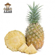 天府生鲜 云南西双版纳牛奶凤梨 3个 7-8斤装