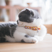 Touchdog 它它 猫咪脖圈 20-33cm 多款可选 9元（需用券）