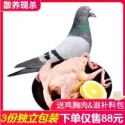 对面小城 鸽子肉乳鸽 杀前约450g/只 *3件