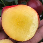 淳果一木黄肉油桃5斤