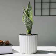 绿科秀 水培植物 虎皮兰