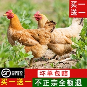 海贝爷爷 正宗2年散养老母鸡土鸡 1250g*2只