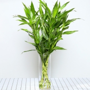 ￥7.2 御春阁 富贵竹60-70cm 8棵 不含盆