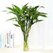 花语传情 水培富贵竹 60-70cm 8颗