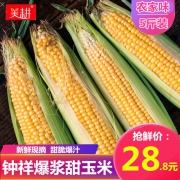 美耕 新鲜钟祥爆浆甜糯玉米 5斤