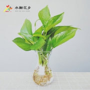 【水榭花乡旗舰店】水培绿萝盆栽