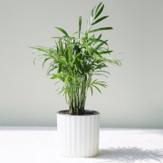 ￥8.9 绿科秀 水培植物 多样式可选