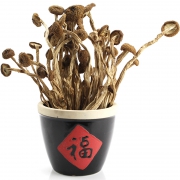 味至臻 茶树菇干货500g 37.8元包邮