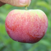 【当季头茬】陕西嘎啦苹果水果2件
