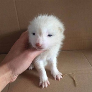 灵狐之家 雪狐幼崽