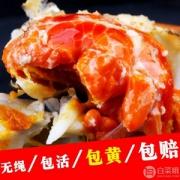 蟹正浓 六月黄现货鲜活小螃蟹 8只（1.0~1.2两）