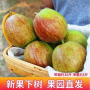 盘中果 现摘当季新鲜香梨10斤（净重8.5斤）