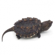 宠物活体：北美小鳄鱼龟 6-8cm 2只