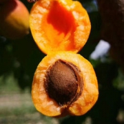 West Orchard 西域果园 新疆英吉沙杏 带箱4斤 59.9元包邮（需用券）