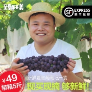臻轩美 新鲜现摘云南无籽夏黑葡萄 5斤