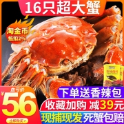 御佰鲜 江苏六月黄大闸蟹16只 0.8~1.8两