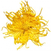 11日0点：徽春堂 金丝皇菊 50-60朵 25g 5.9元包邮（需用券）