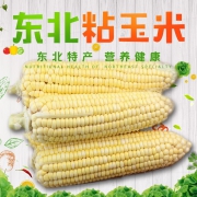 ￥15.9 10棒东北新鲜粘玉米棒 约9斤