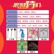 MAYSTORY 梅芝 自吸水小盆景  券后7.8元