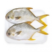翔泰 无公害金鲳鱼 BAP认证 700g（2条） 买3赠1赠品，可299-150，附多组合